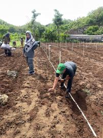 ersiapan Tanam Bawang Merah, Pemkal Sidoharjo Bersama BPP Tepus Lakukan Monitoring Lahan